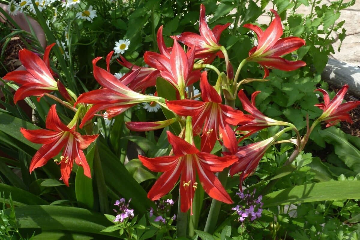 Ý Nghĩa Của Hoa Amaryllis