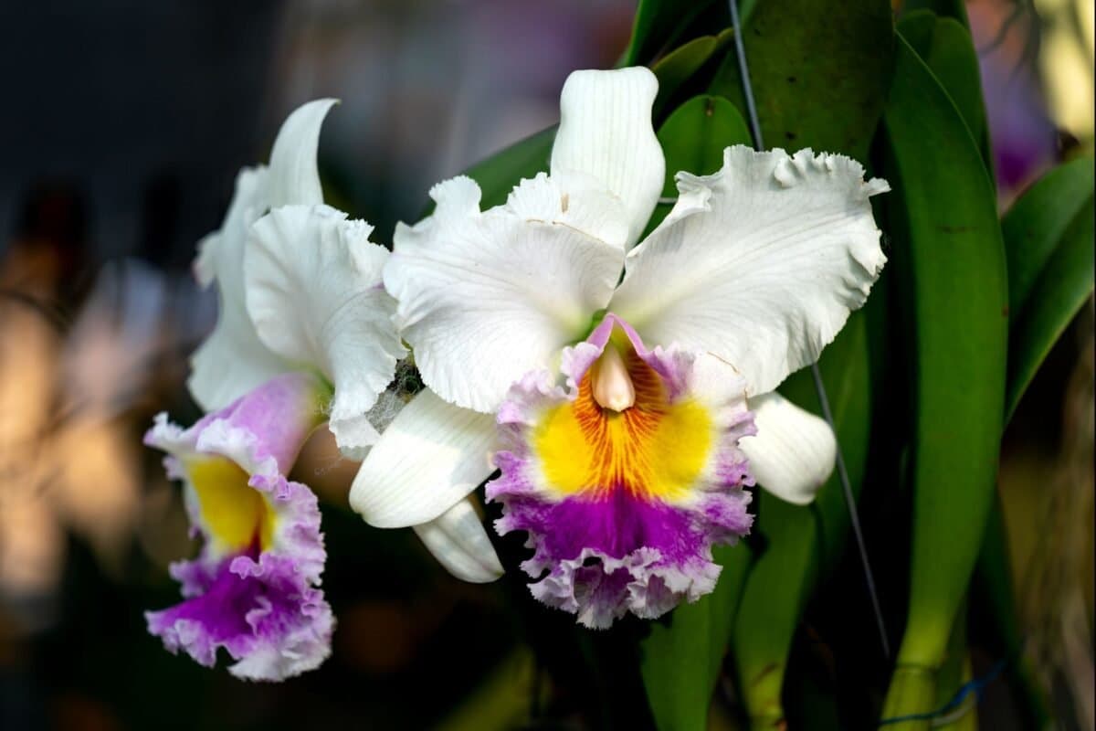 Ý Nghĩa Của Hoa Lan Cattleya