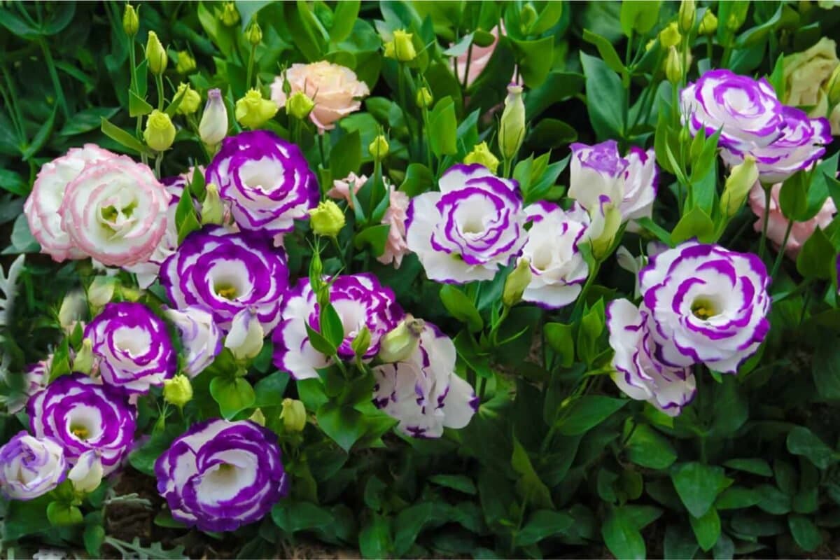 Ý Nghĩa Của Hoa Cát Tường