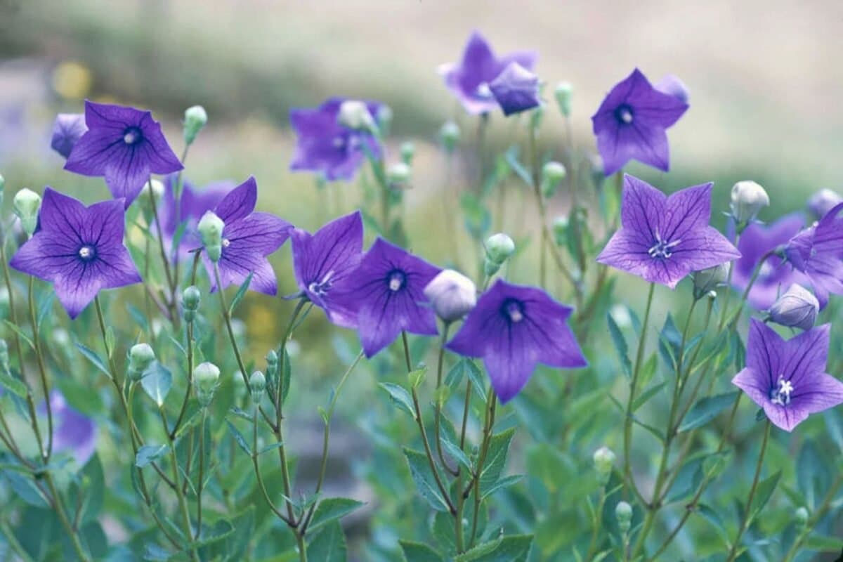 Ý Nghĩa Của Hoa Balloon Flower