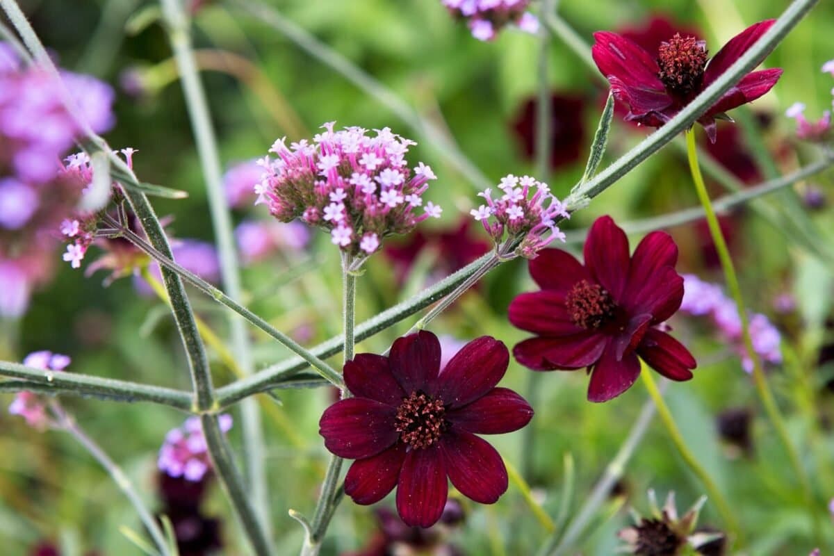 Ý Nghĩa Của Hoa Chocolate Cosmos