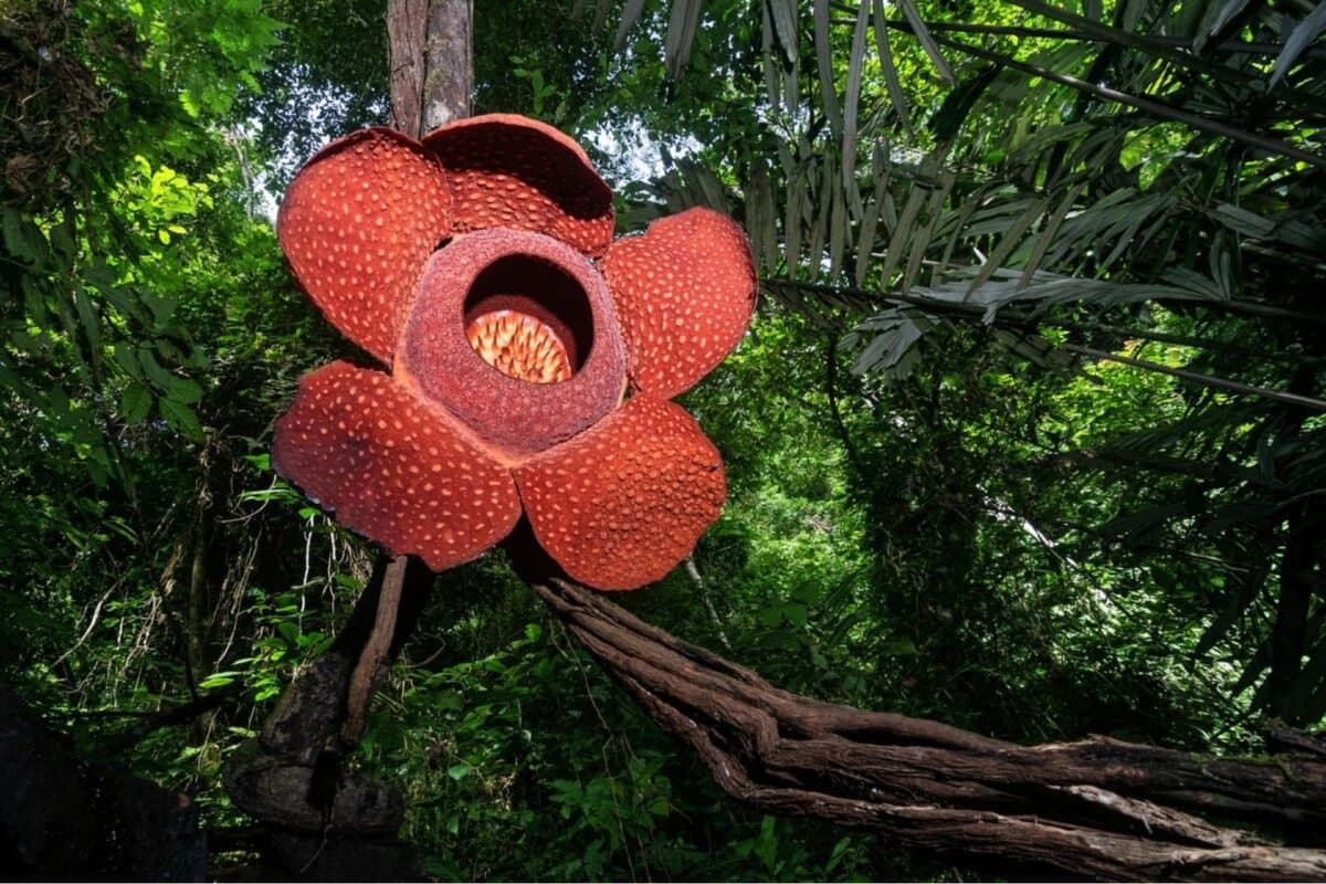 Ý Nghĩa Của Hoa Corpse Lily (Rafflesia)