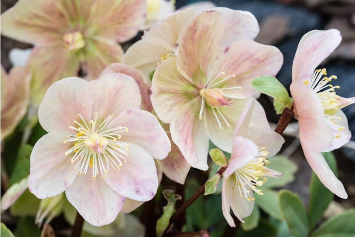 Ý Nghĩa Của Hoa Hellebore (Christmas Rose)