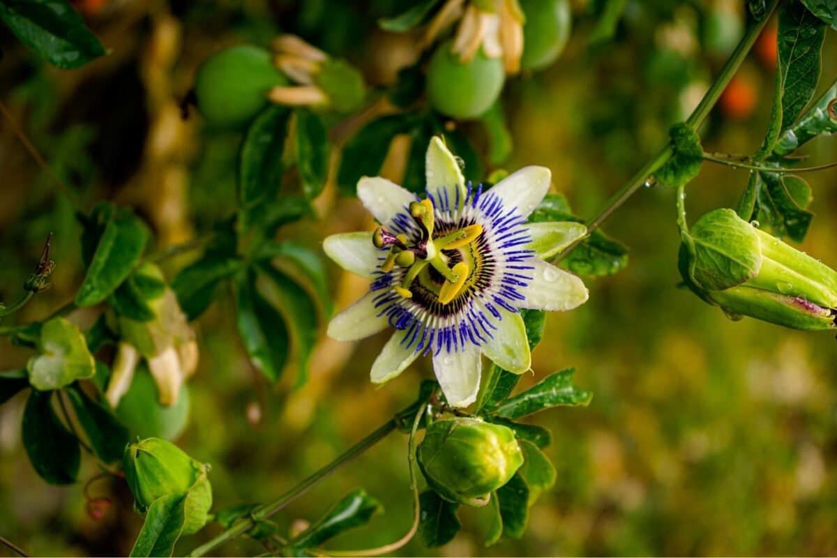 Ý Nghĩa Của Hoa Lạc Tiên (Passion Flower)