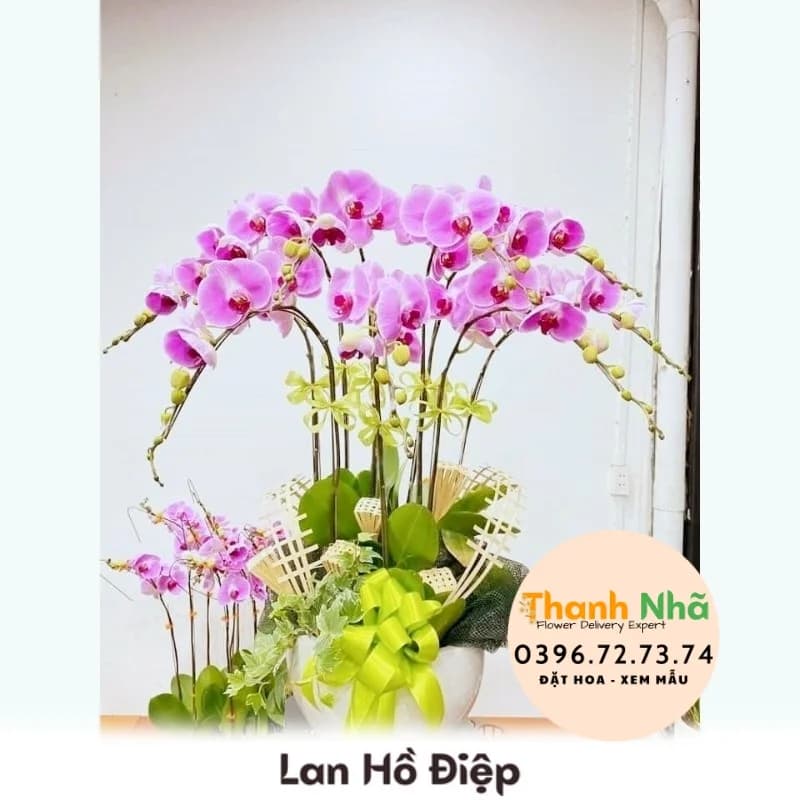Lan Hồ Điệp – LHD001