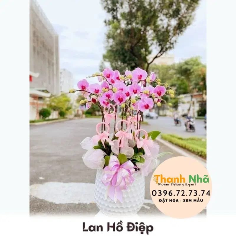 Lan Hồ Điệp – LHD002