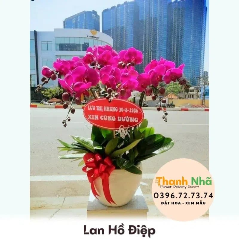 Lan Hồ Điệp – LHD003
