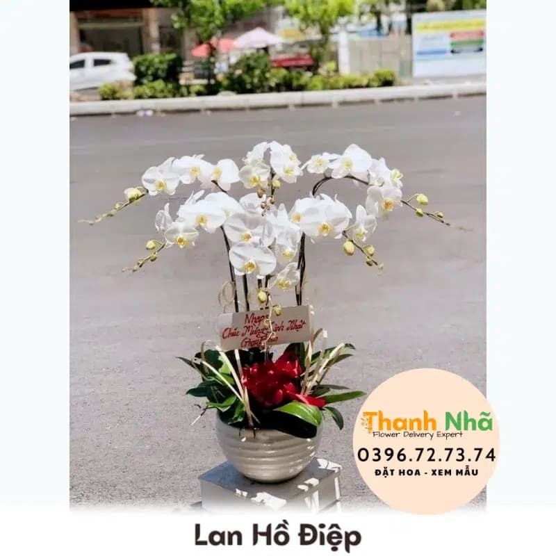 Lan Hồ Điệp – LHD004