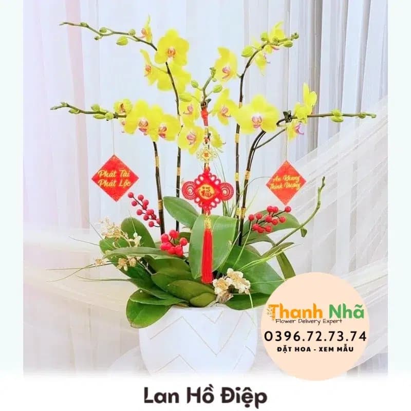 Lan Hồ Điệp – LHD023