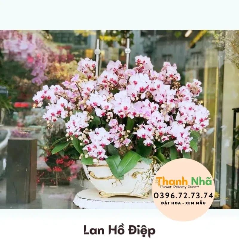 Lan Hồ Điệp – LHD041