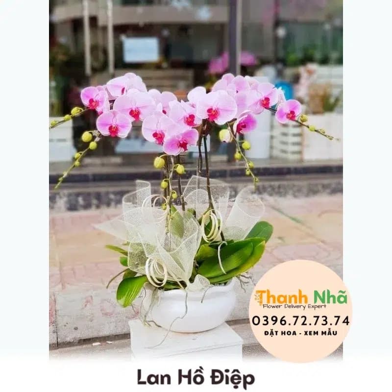 Lan Hồ Điệp – LHD053