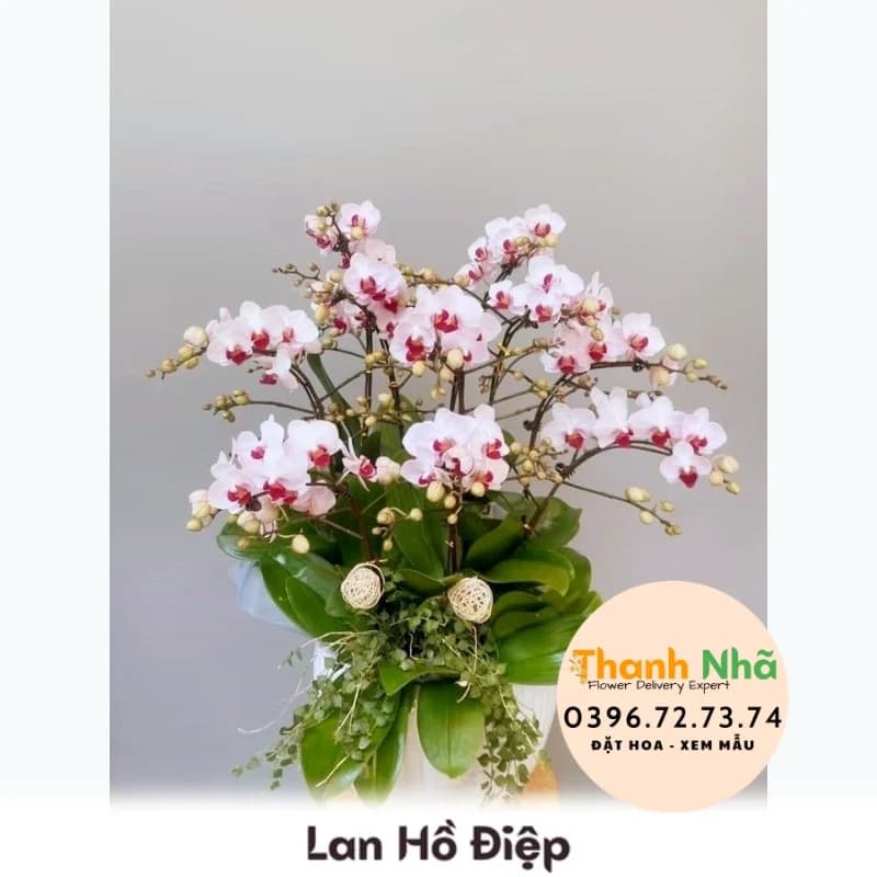 Lan Hồ Điệp – LHD055