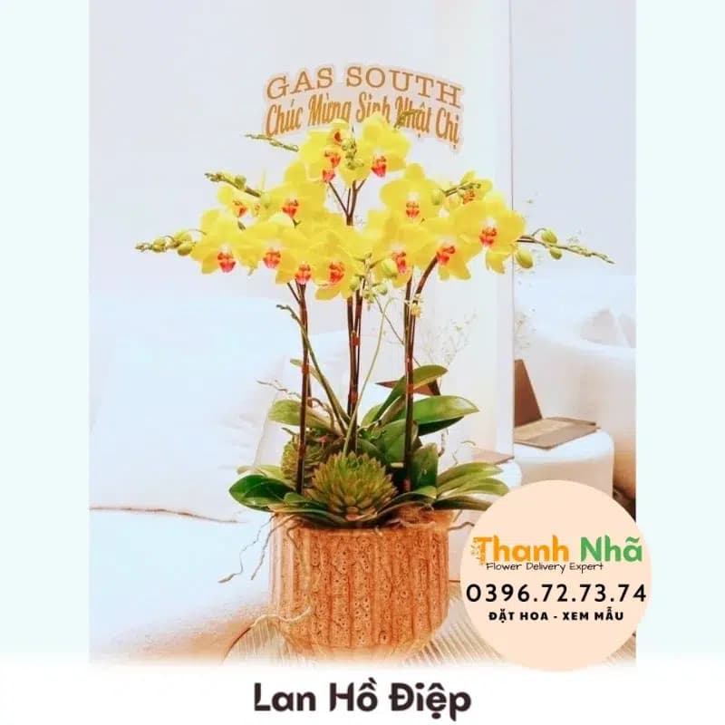 Lan Hồ Điệp – LHD056