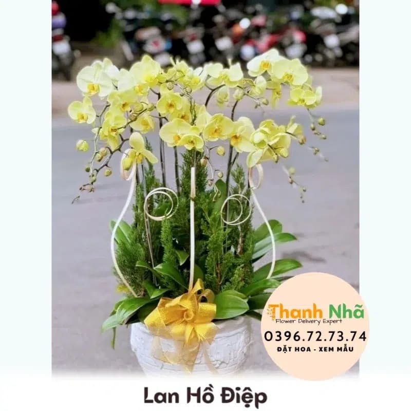 Lan Hồ Điệp – LHD066