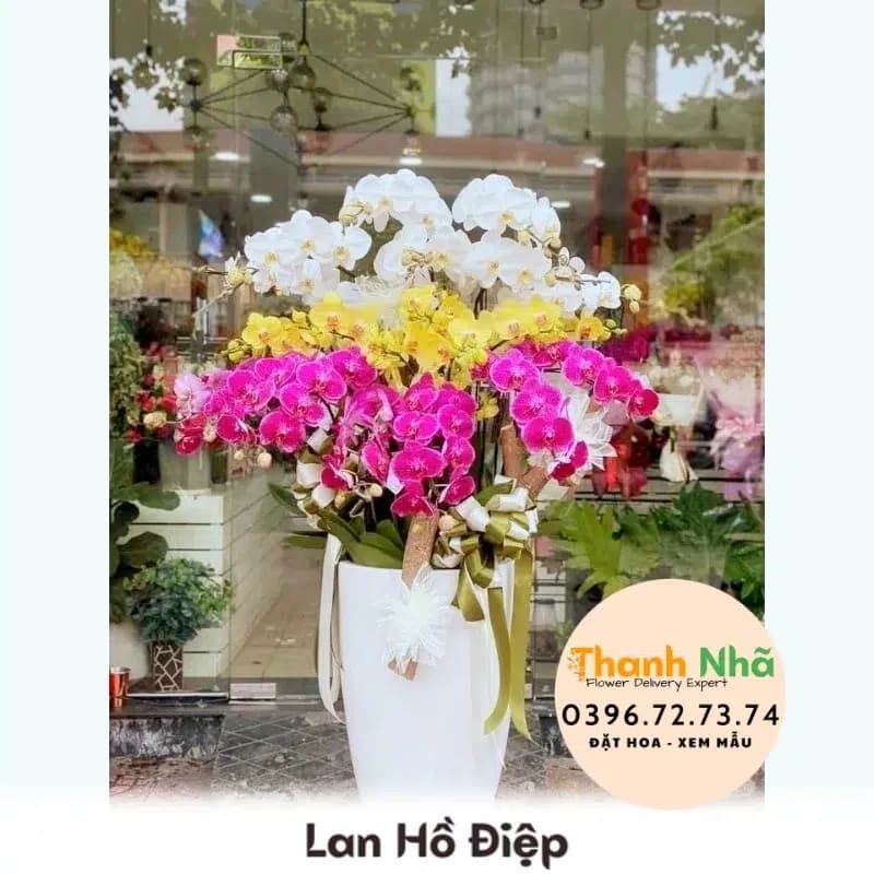 Lan Hồ Điệp – LHD069