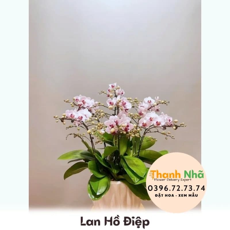 Lan Hồ Điệp – LHD070