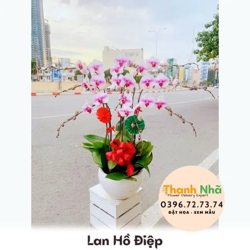 Lan Hồ Điệp – LHD074
