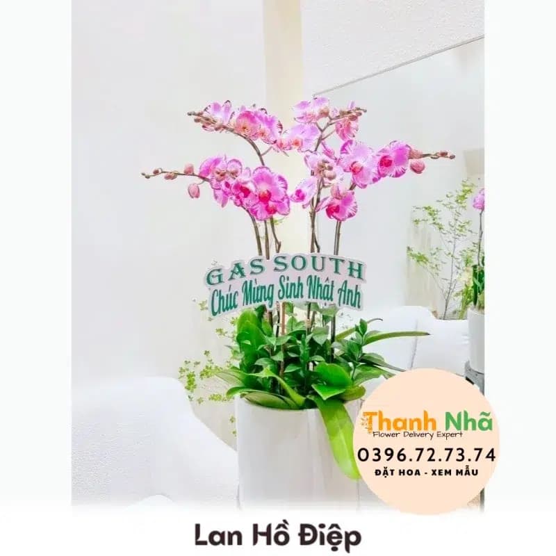 Lan Hồ Điệp – LHD075