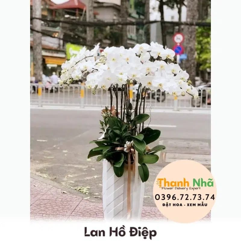 Lan Hồ Điệp – LHD077