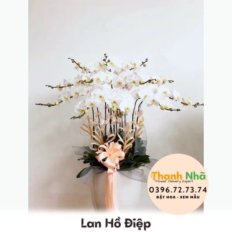 Lan Hồ Điệp – LHD079