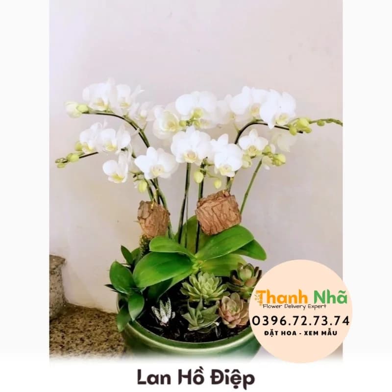 Lan Hồ Điệp – LHD080