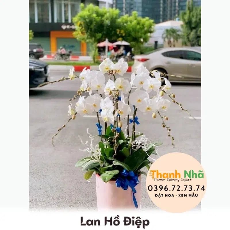 Lan Hồ Điệp – LHD081
