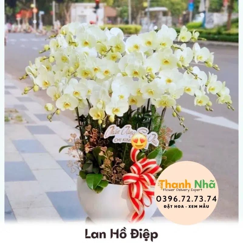 Lan Hồ Điệp – LHD082