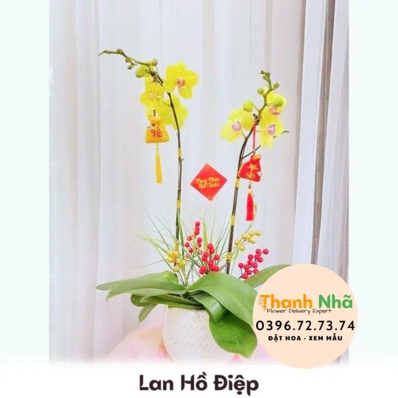 Lan Hồ Điệp – LHD083