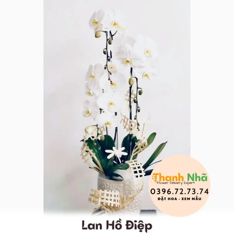 Lan Hồ Điệp – LHD084