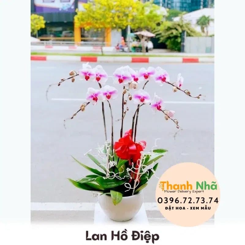 Lan Hồ Điệp – LHD086