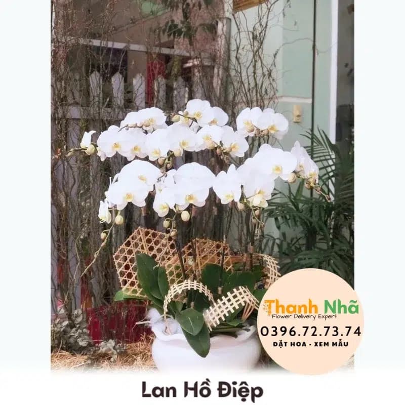 Lan Hồ Điệp – LHD094