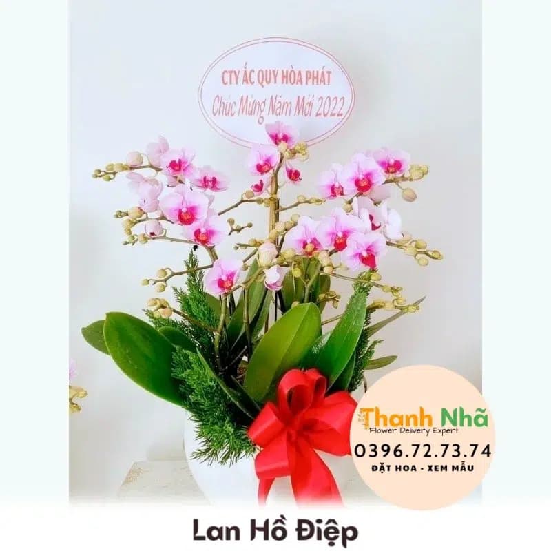 Lan Hồ Điệp – LHD095