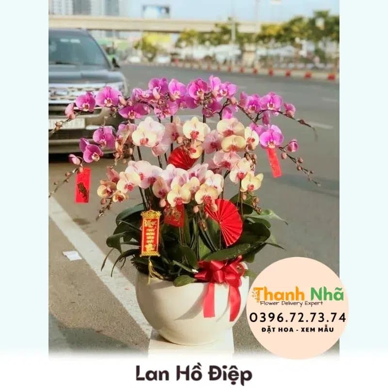Lan Hồ Điệp – LHD096