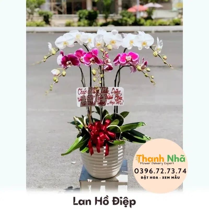 Lan Hồ Điệp – LHD097