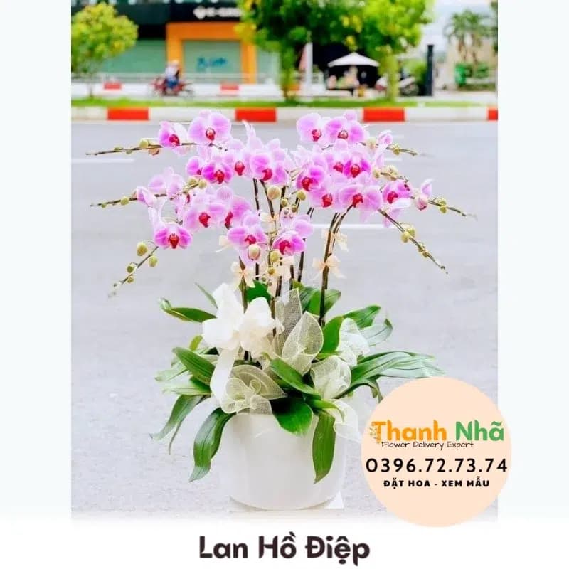 Lan Hồ Điệp – LHD098