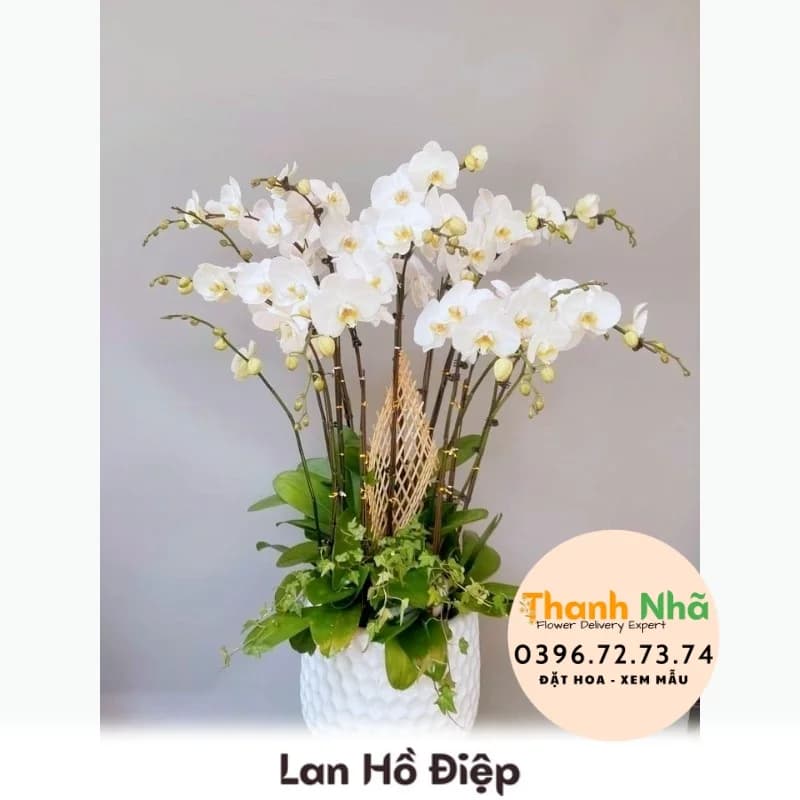 Lan Hồ Điệp – LHD099