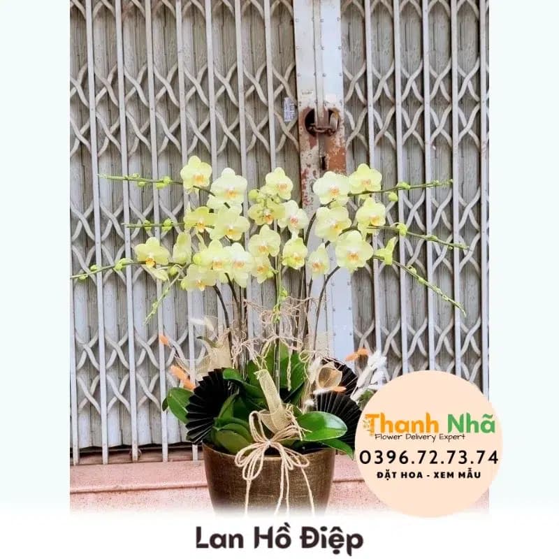 Lan Hồ Điệp – LHD100