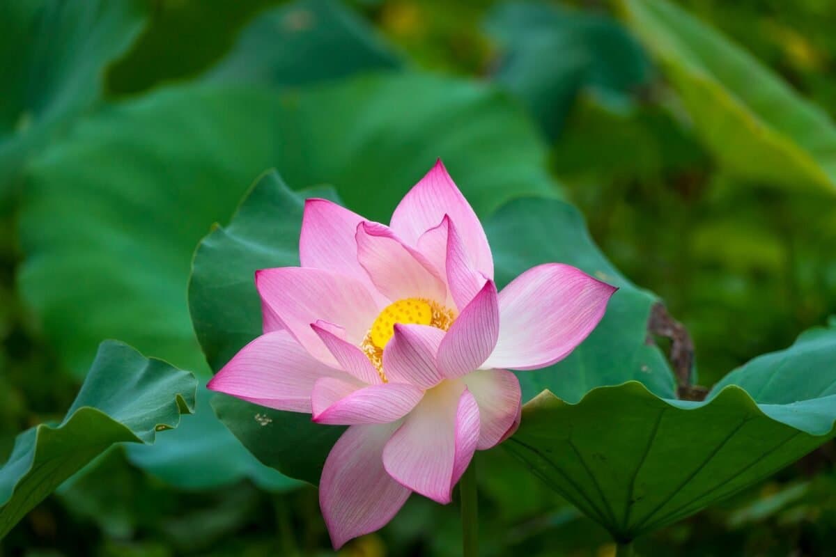 Ý Nghĩa Của Hoa Sen Hồng