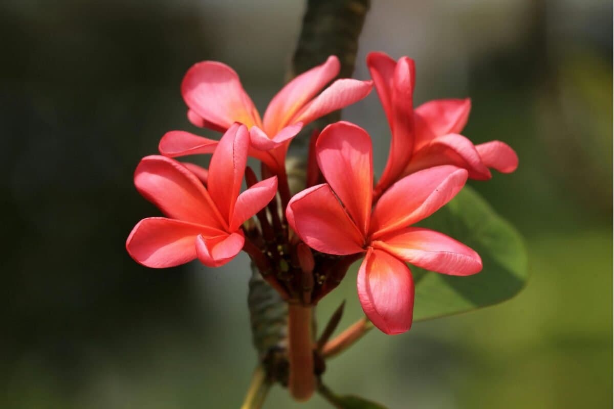 Ý Nghĩa Của Hoa Đại Đỏ