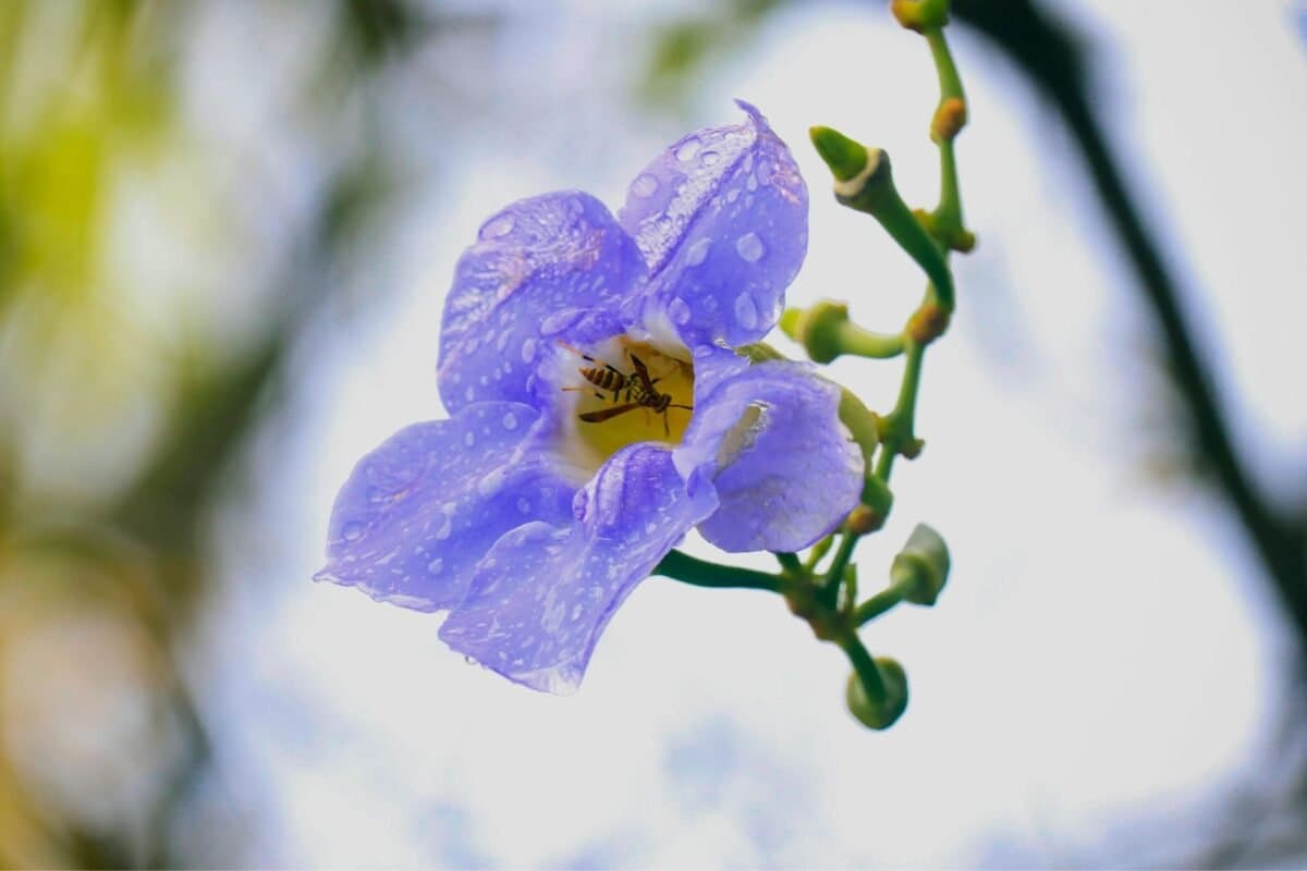 Ý Nghĩa Của Hoa Cát Đằng