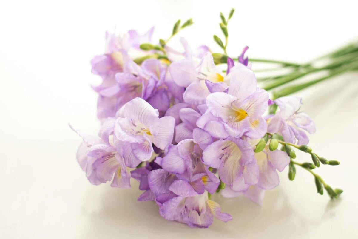 Ý Nghĩa Của Hoa Freesia