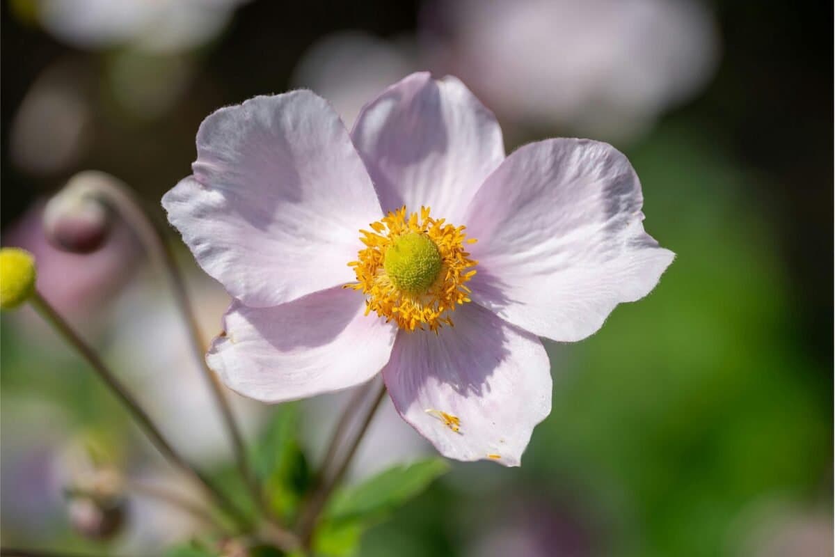 Ý Nghĩa Của Hoa Anemone