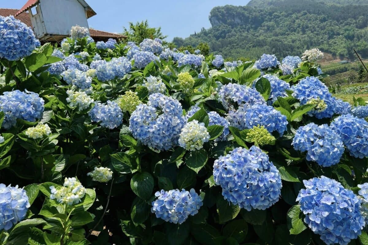 Ý Nghĩa Của Hoa Cẩm Tú Cầu