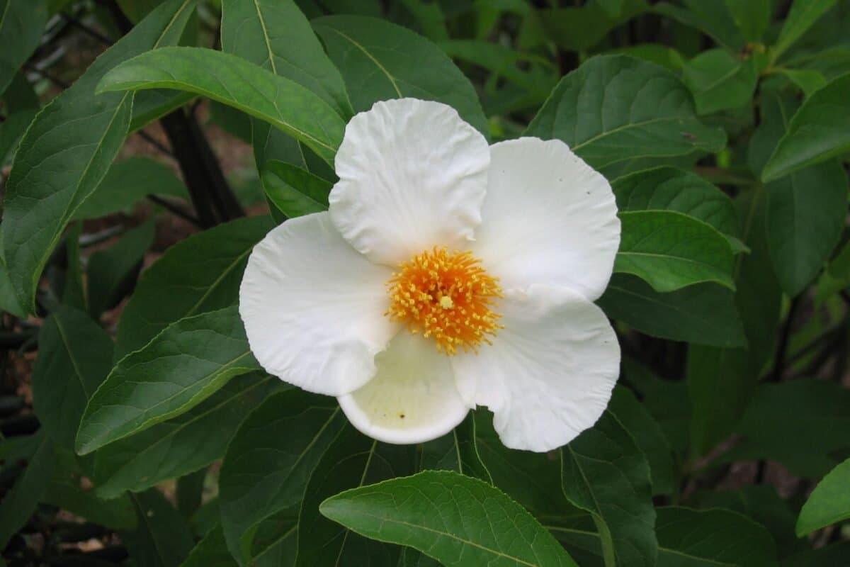 Ý Nghĩa Của Hoa Franklin Tree