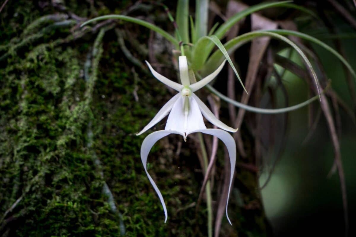 Ý Nghĩa Của Hoa Ghost Orchid (Lan Ma)