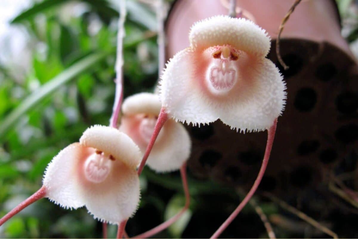 Ý Nghĩa Của Hoa Lan Mặt Khỉ (Monkey Orchid)