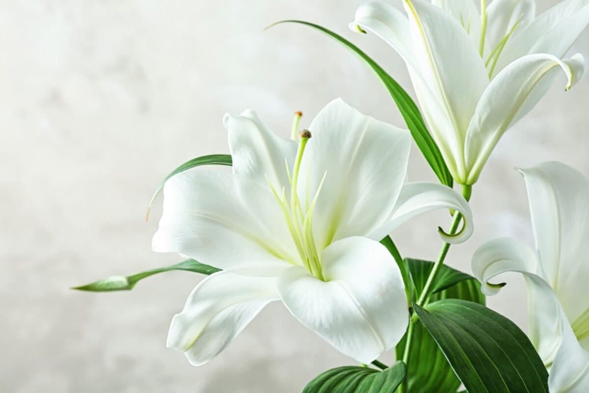 Ý Nghĩa Của Hoa Ly Trắng