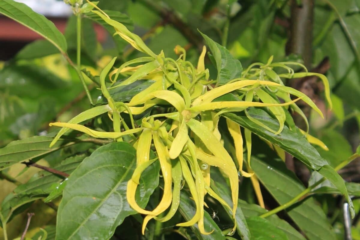 Ý Nghĩa Của Hoa Ngọc Lan Tây