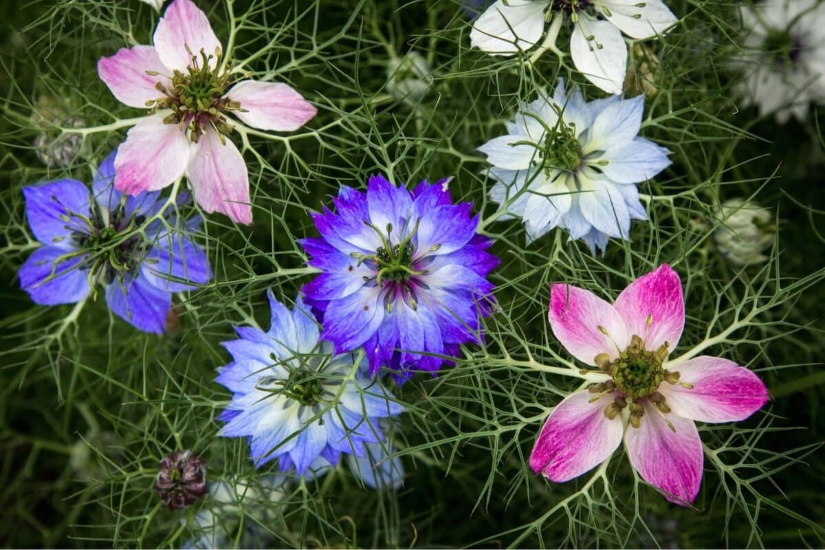Ý Nghĩa Của Hoa Nigella (Love-in-a-Mist)
