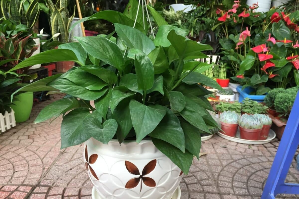 Ý Nghĩa Của Hoa Vạn Niên Thanh Madagascar (Stephanotis)